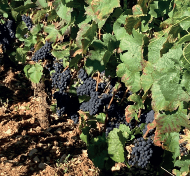 2023 : Symposium "Viticulture et changement climatique"